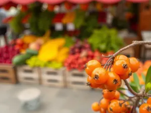 Gdzie kupić świeże owoce rokitnika? Sprawdź najlepsze miejsca!