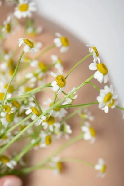 Rumianek – właściwości, działanie i zastosowanie w domu oraz kosmetyce