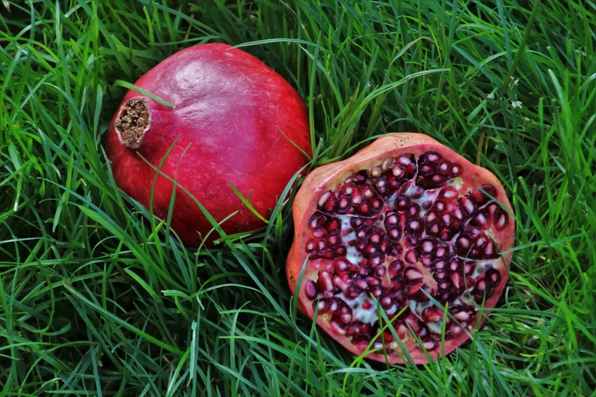 Ile kalorii ma granat?